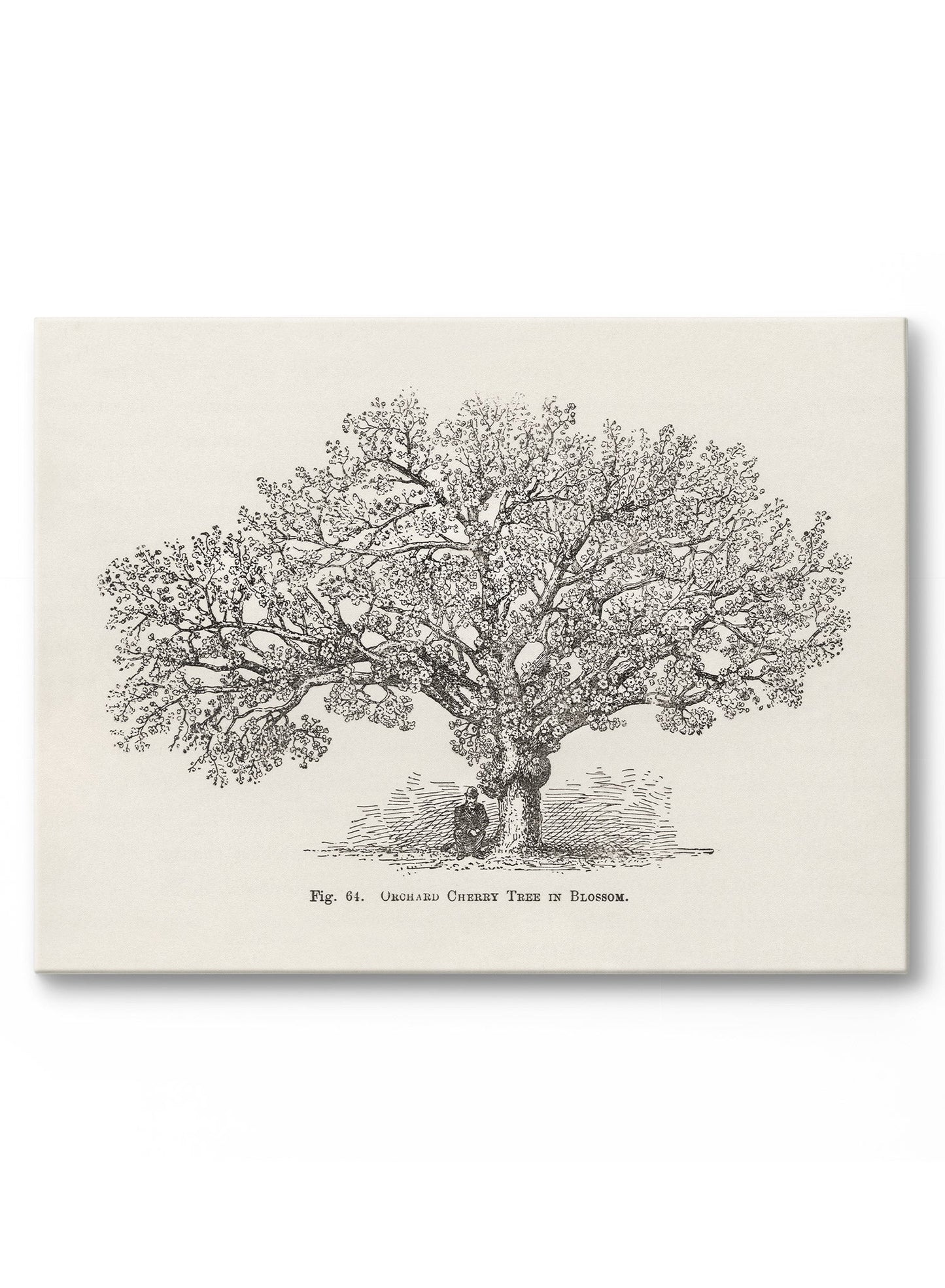 Orchard Cherry Tree, Poster